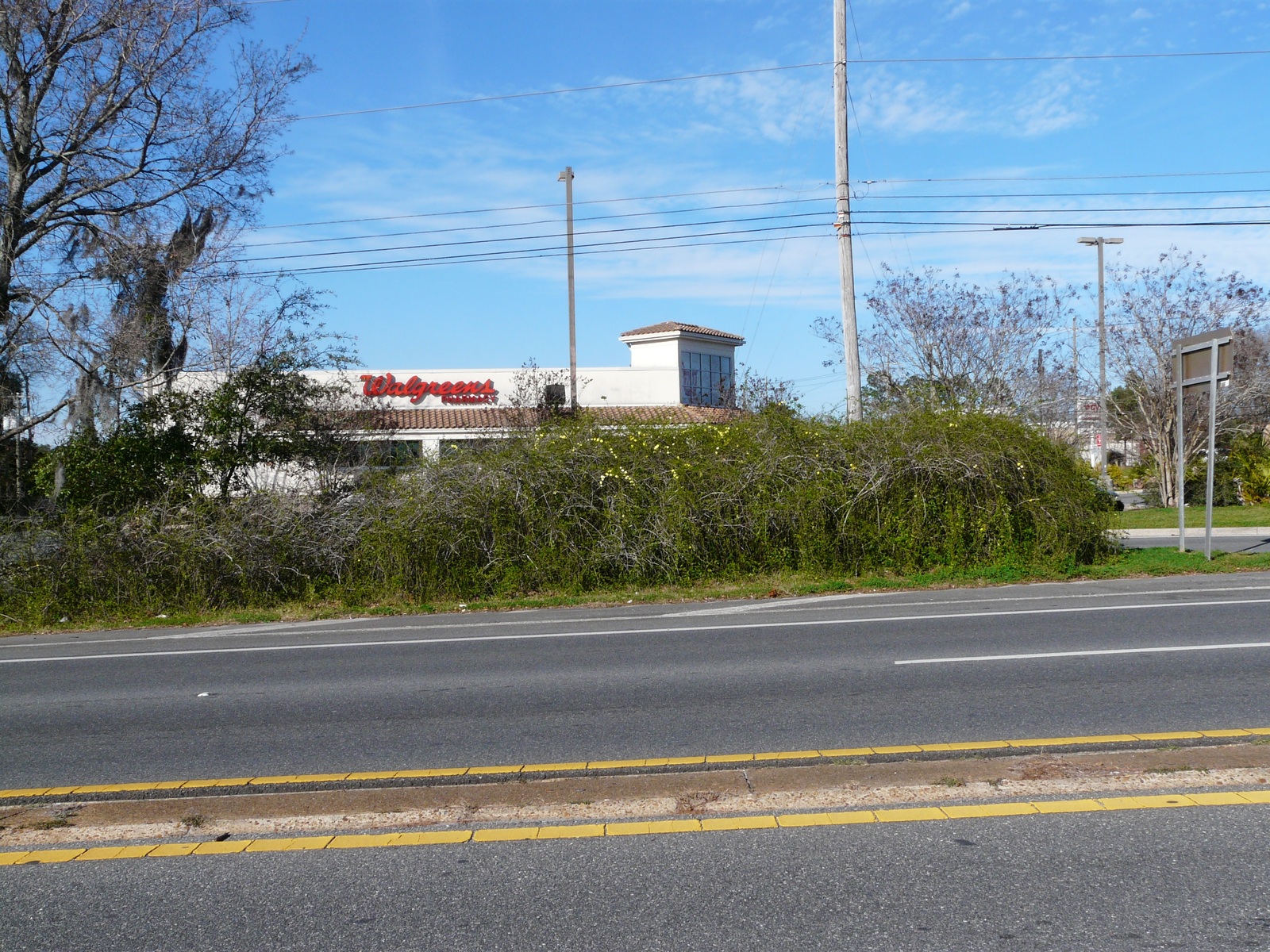 Carolina jessamine in bloom along a roadway