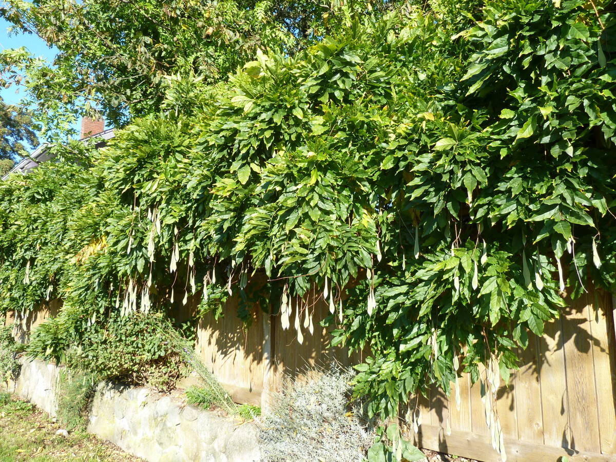Chinese wisteria flower clusters
