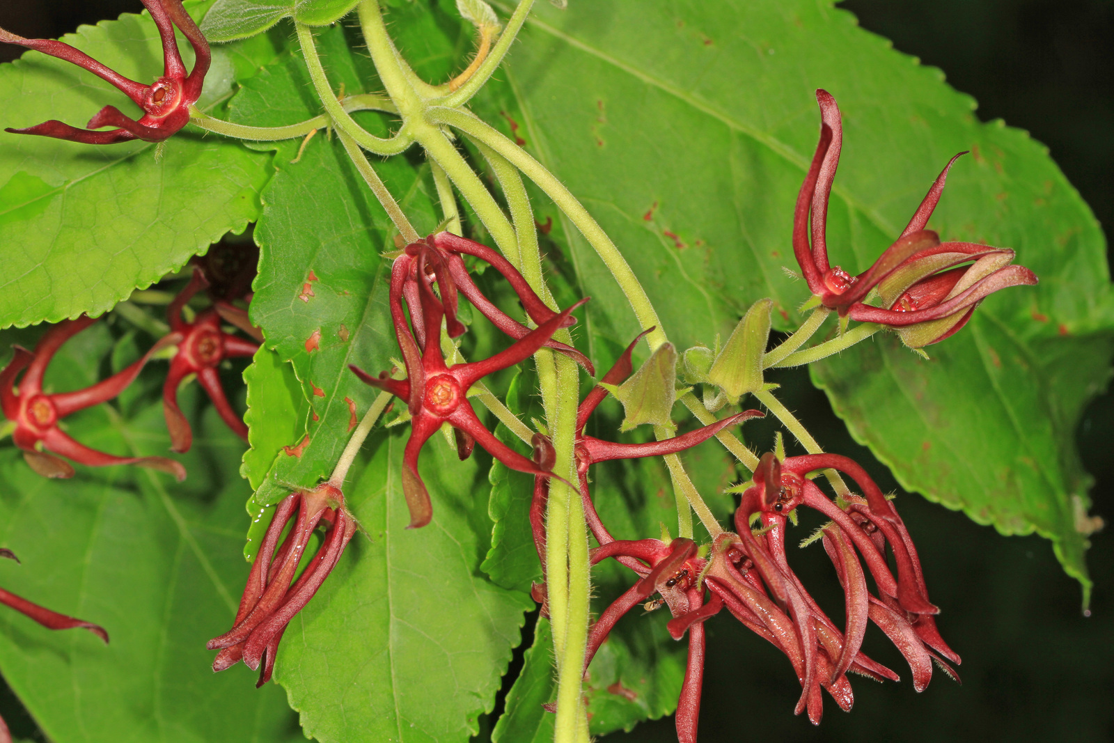 Climbing spinypod (Matelea obliqua)