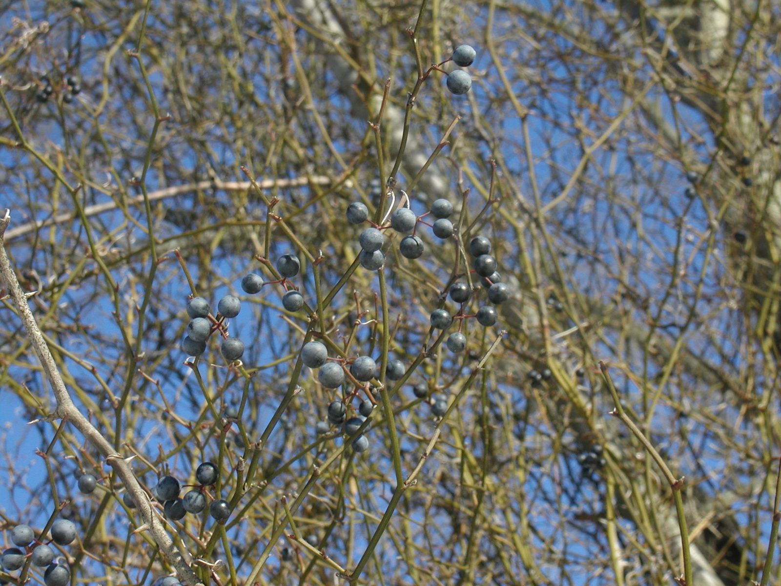 Common greenbrier with winter fruit