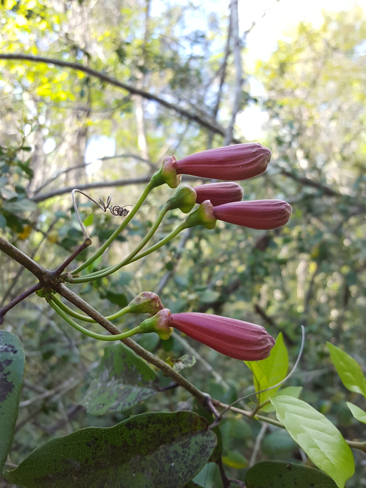 Crossvine flower buds