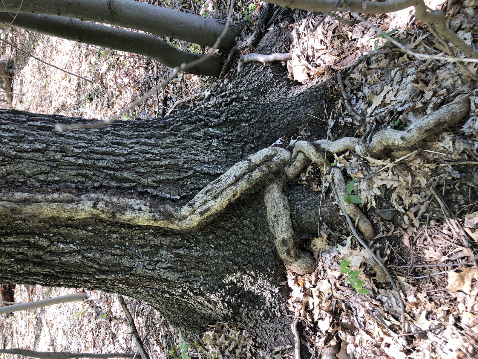 Eastern poison-ivy climbing a tree trunk