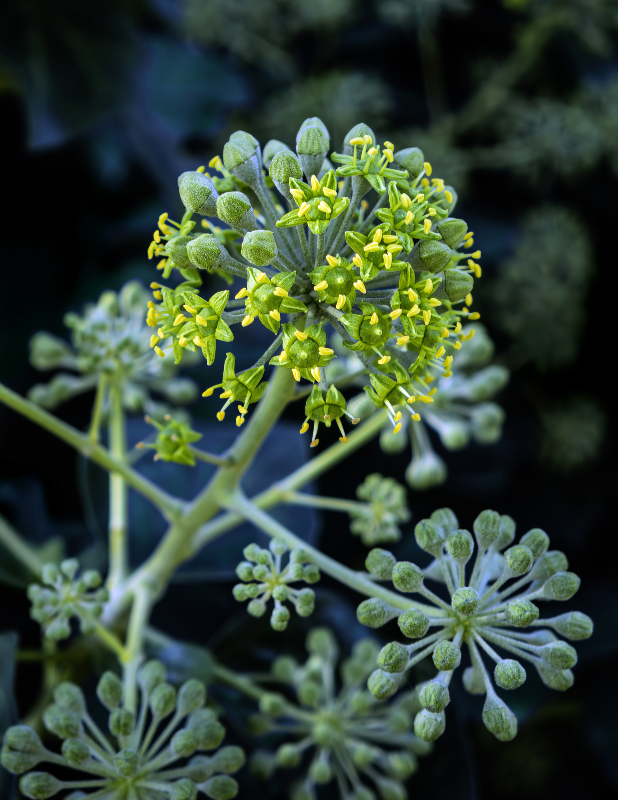 English ivy inflorescences