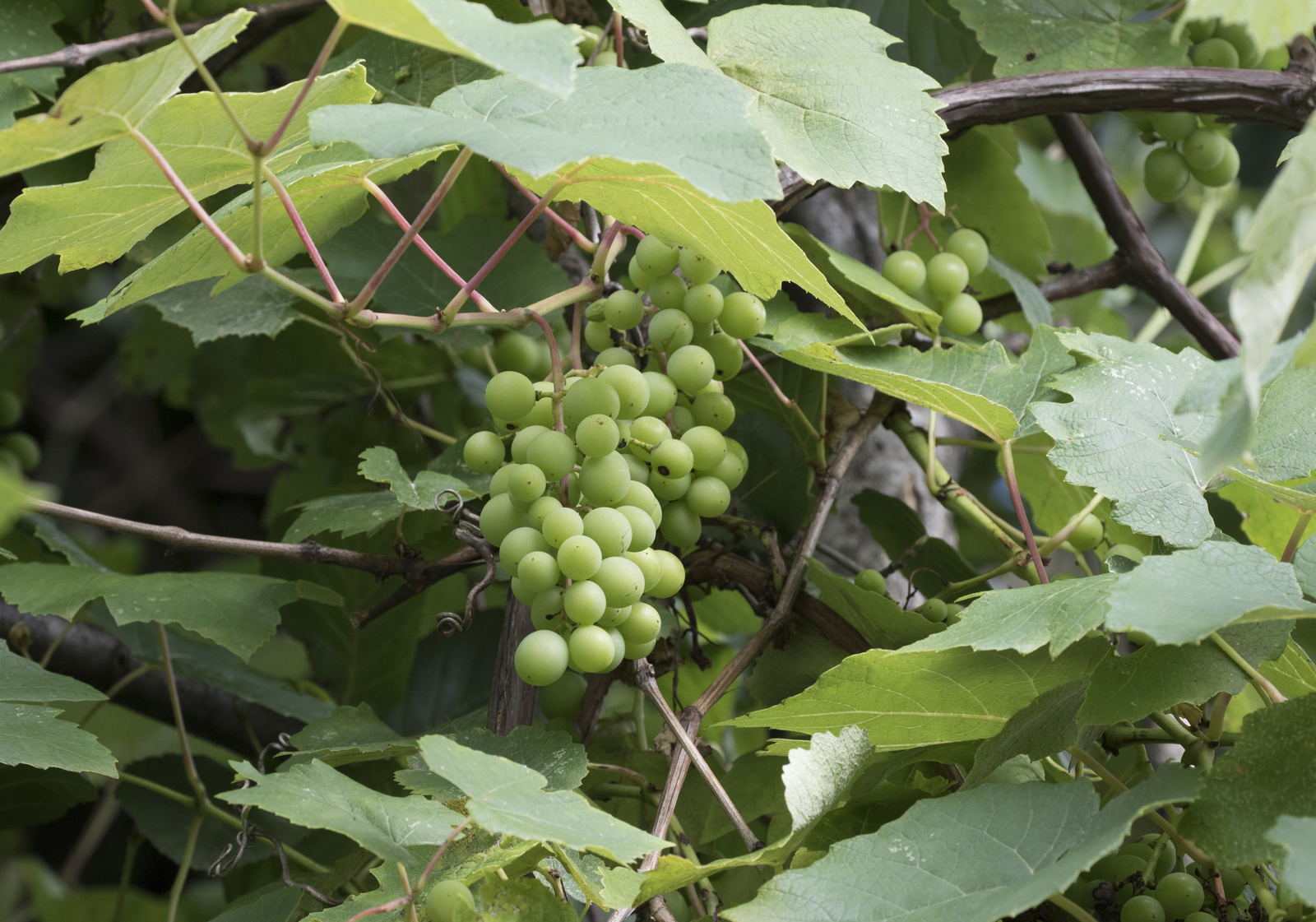 Fox grape (Isabella cultivar)