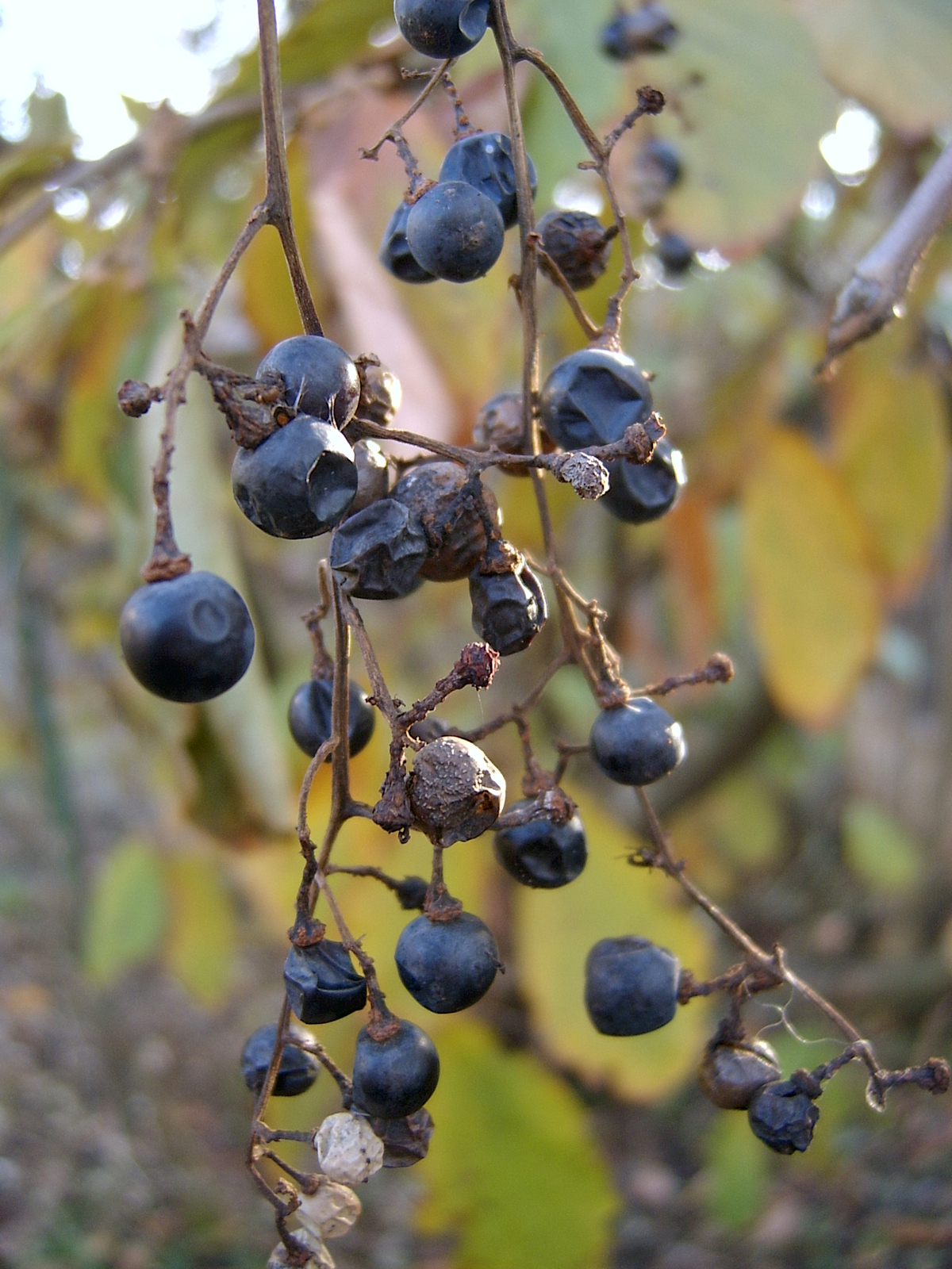 Frost grapes in late November