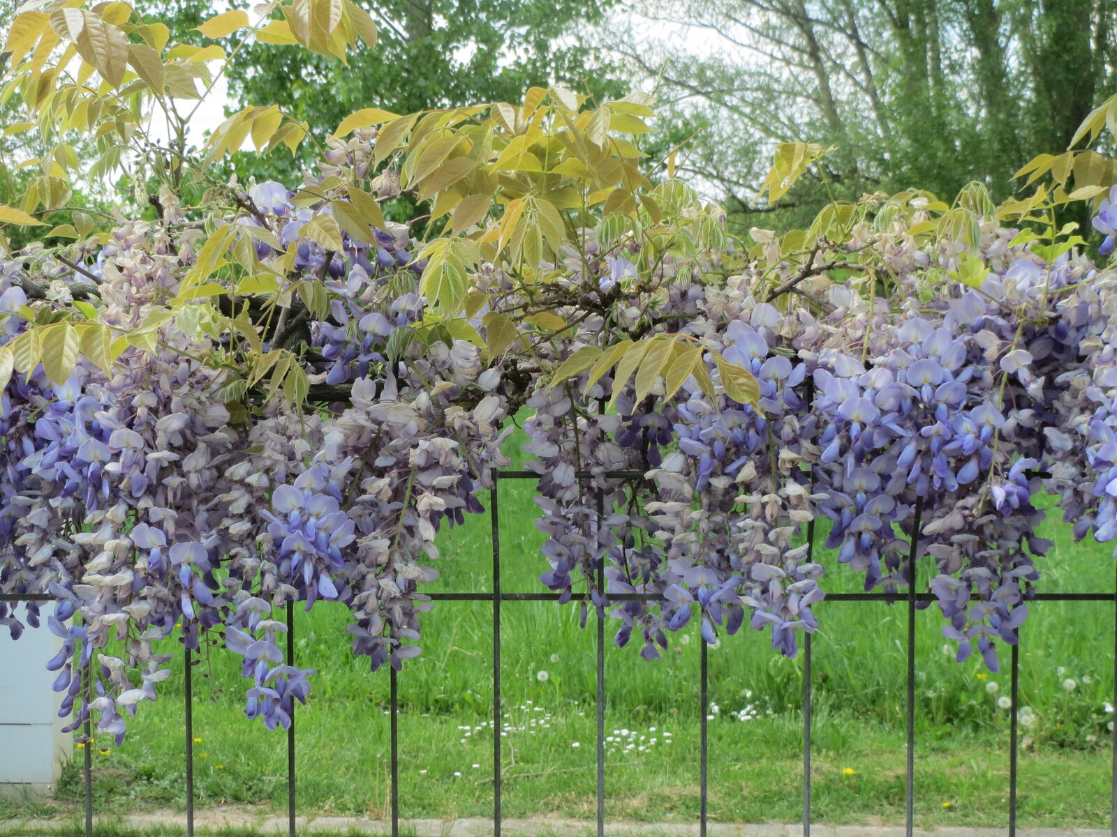 Japanese wisteria in flower