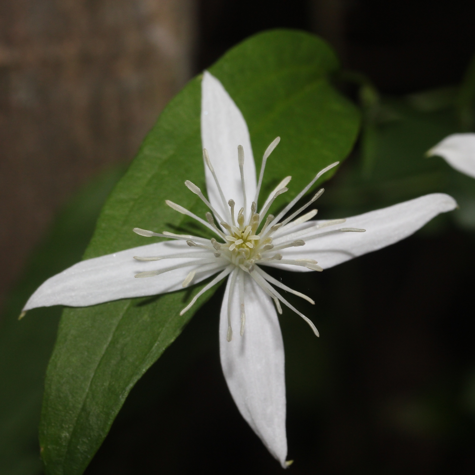 Leatherleaf clematis flower