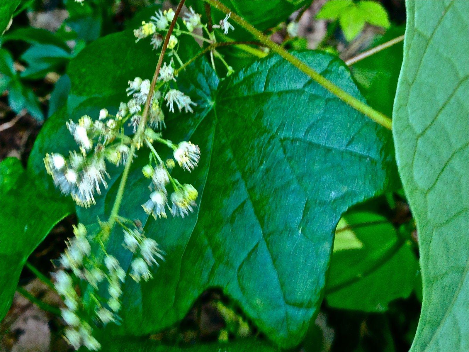 Moonseed in flower