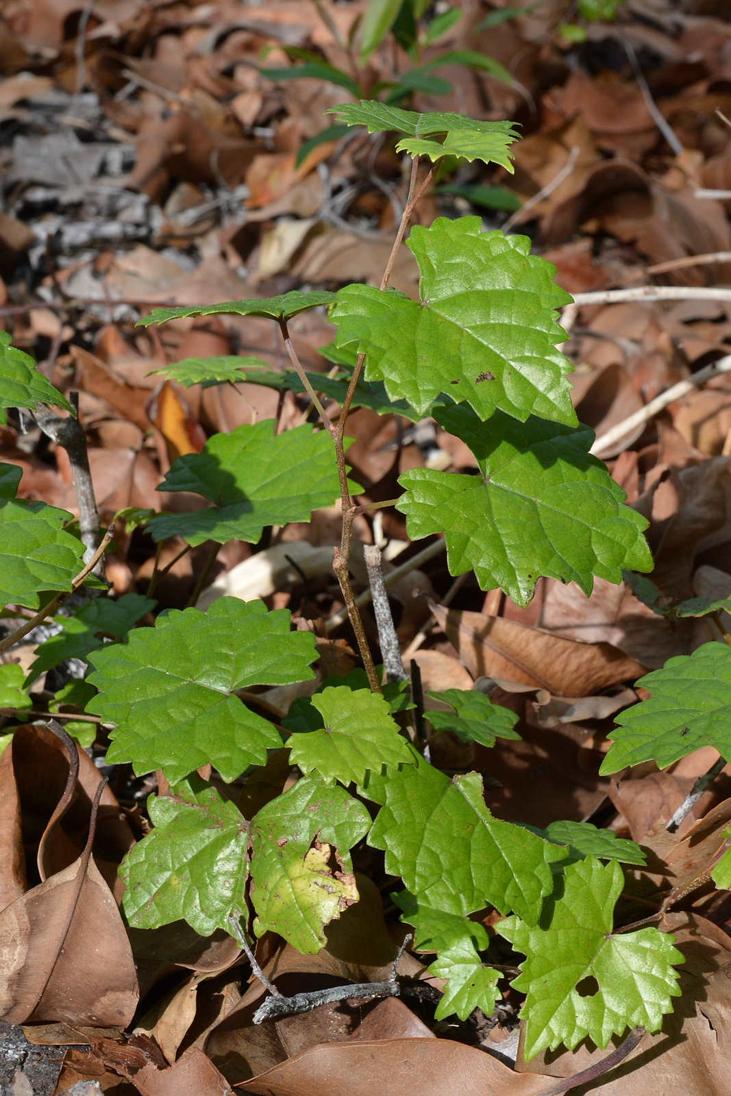Muscadine on the vine