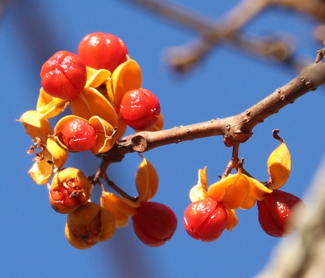 Oriental bittersweet fruit