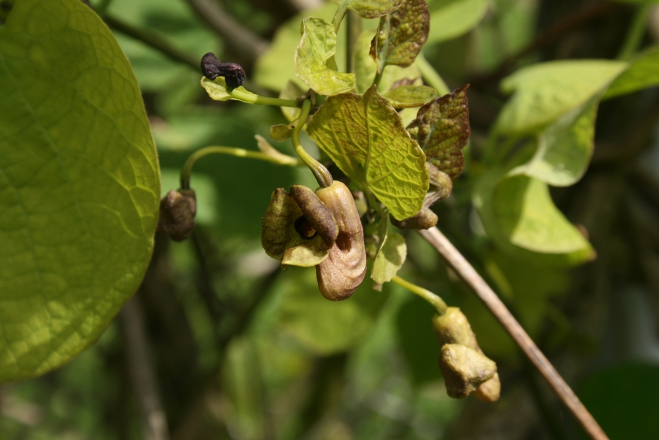 Pipevine flower close-up