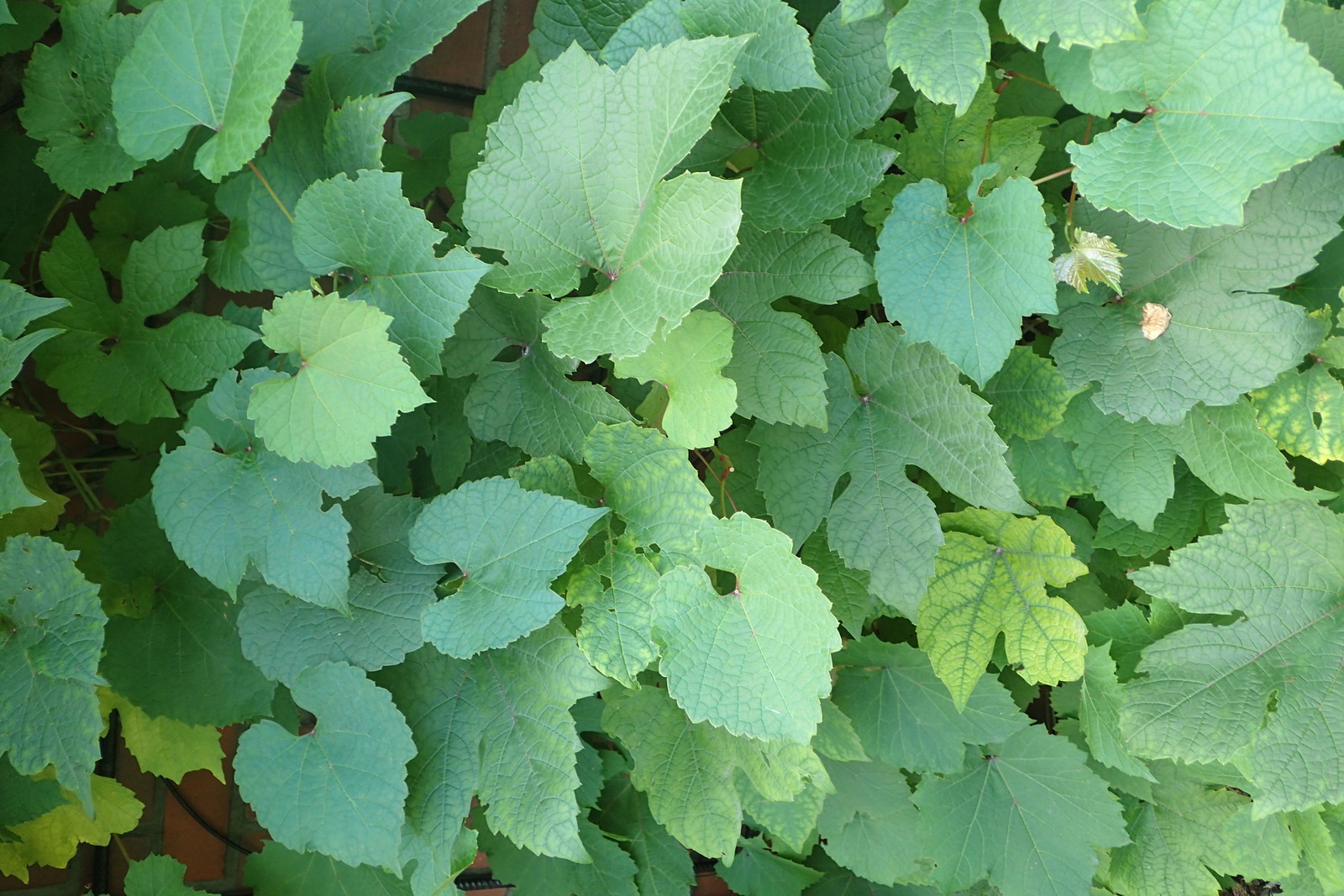 Red grape (Vitis palmata) in cultivation