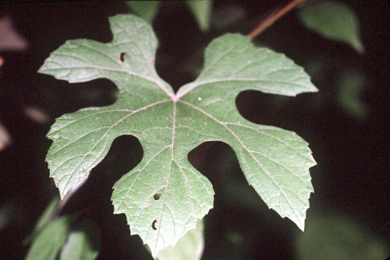 Summer grape (USDA illustration)