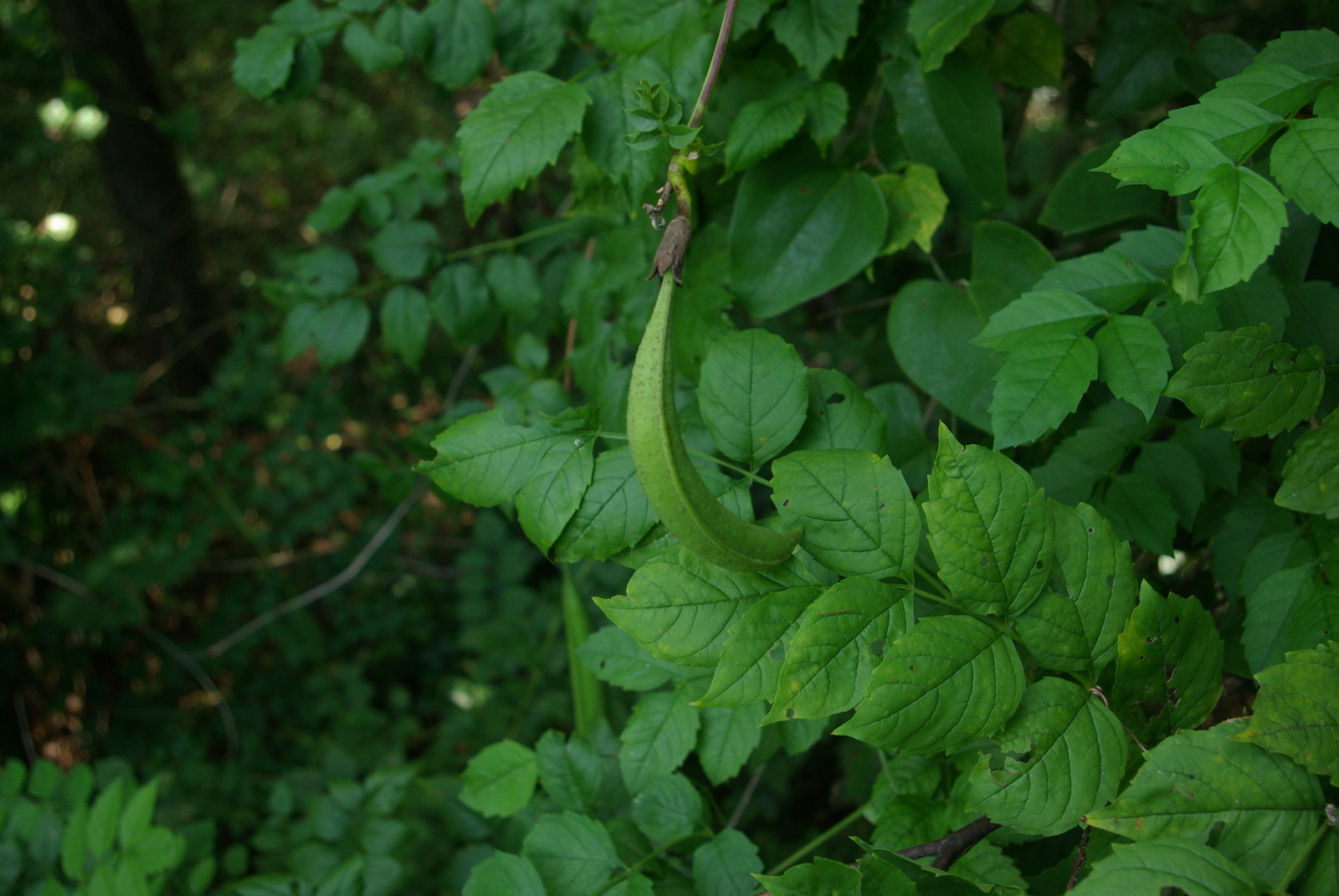 Trumpet creeper seed pod and leaves