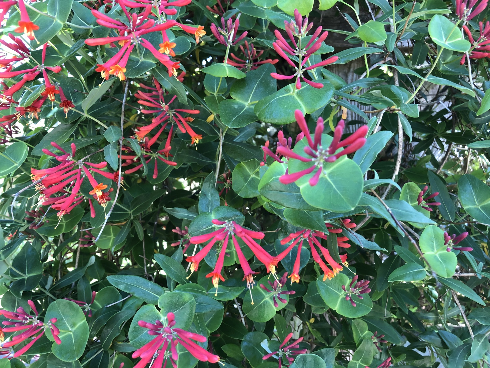 Trumpet honeysuckle flower clusters