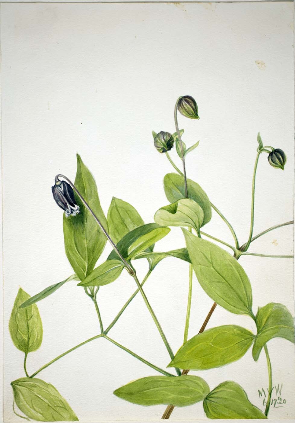 Vasevine in flower