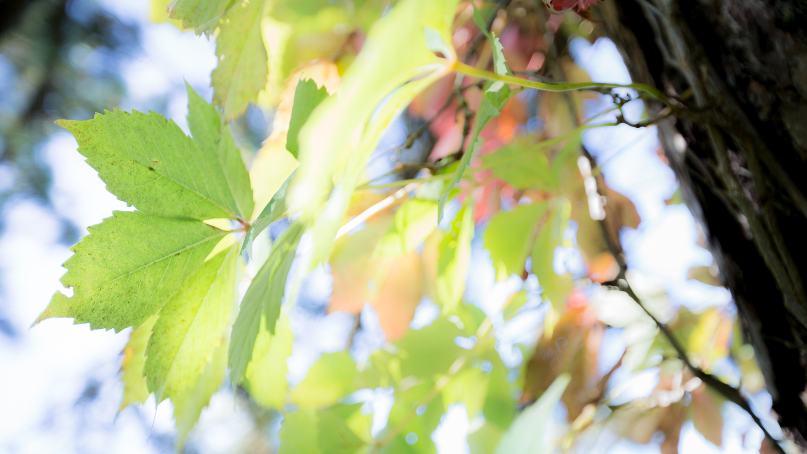 Virginia creeper turning red in autumn