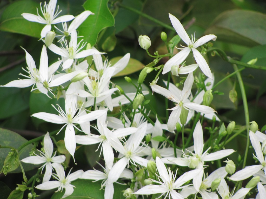 Virgin's-bower vine in flower