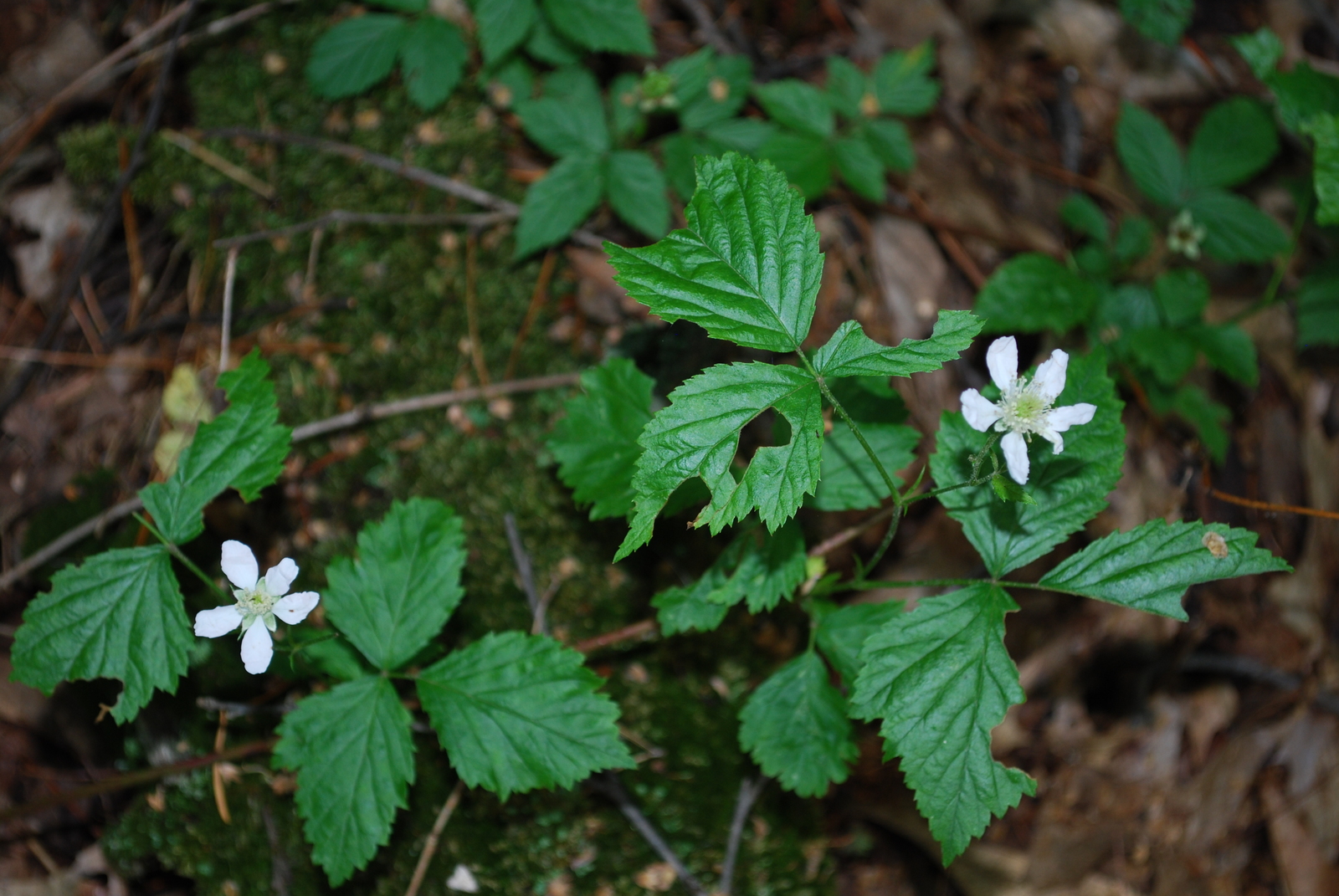 Whiplash dewberry in fruit
