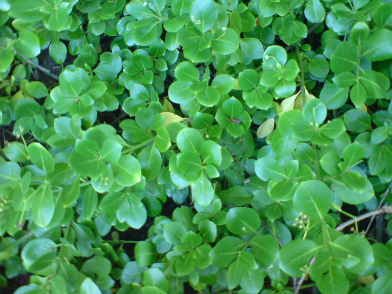 Wintercreeper foliage