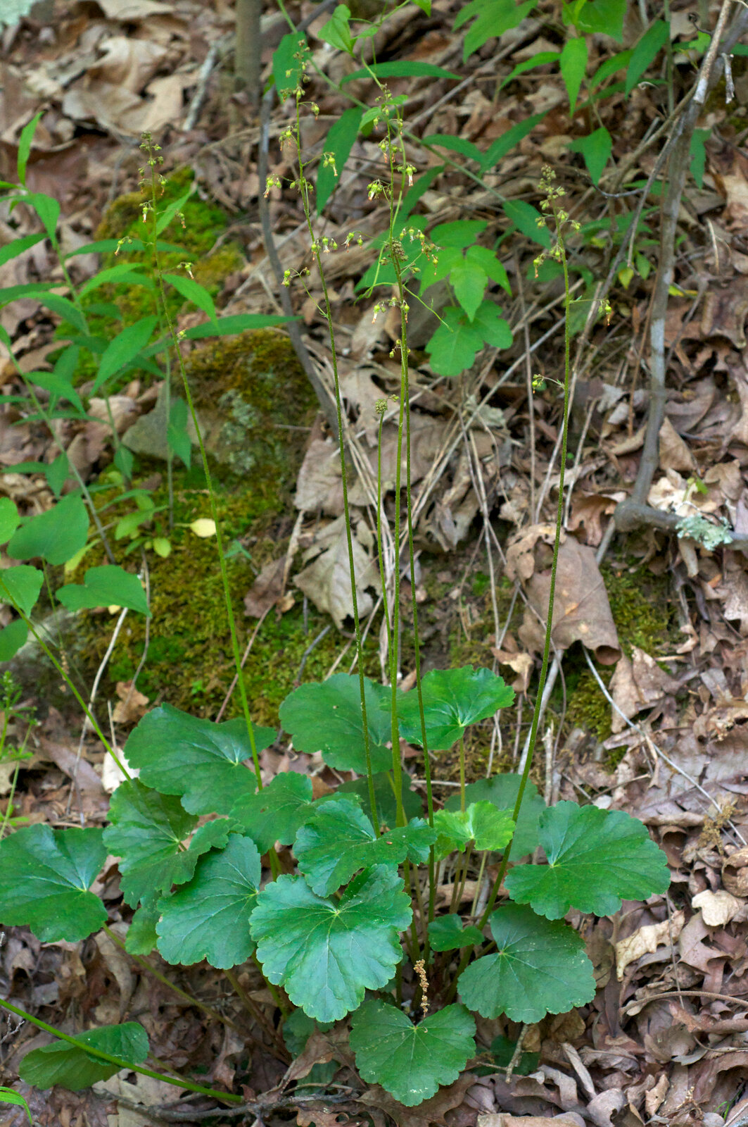Alumroot with tall flowering stalk above mottled basal leaves