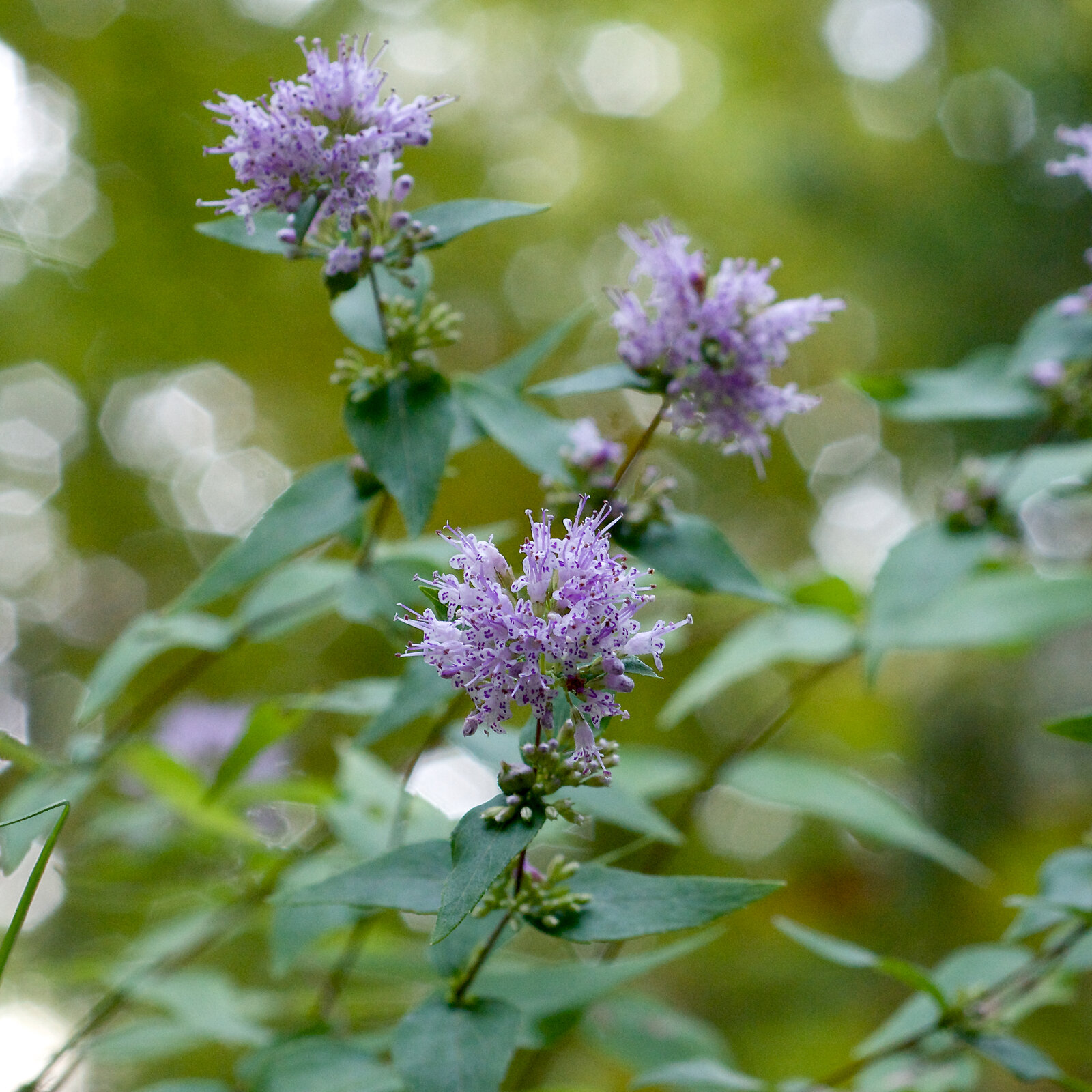 American dittany with small lavender flowers and oregano-scented leaves
