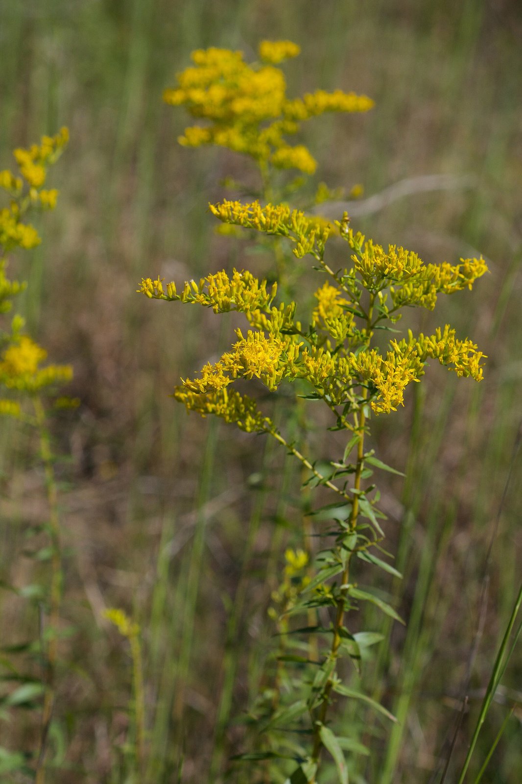 Anise-scented goldenrod with long narrow leaves and slender flower plumes