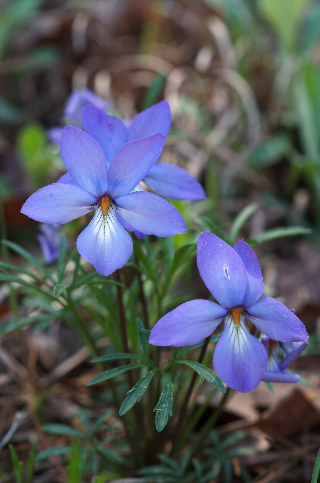 Bird's-foot violet with deeply divided palmate leaves and lavender flowers
