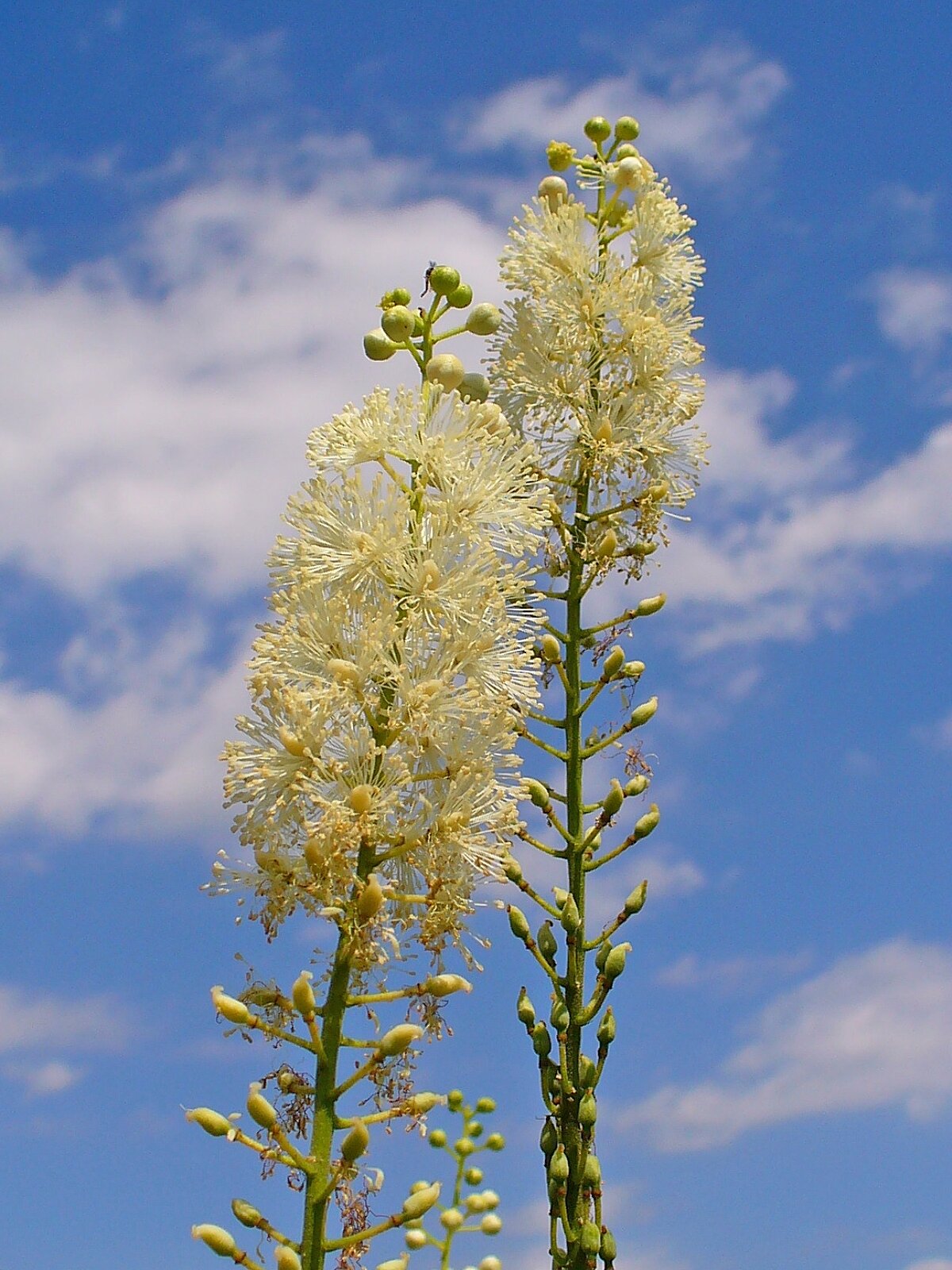 Black cohosh with tall white flowering spike above compound leaves