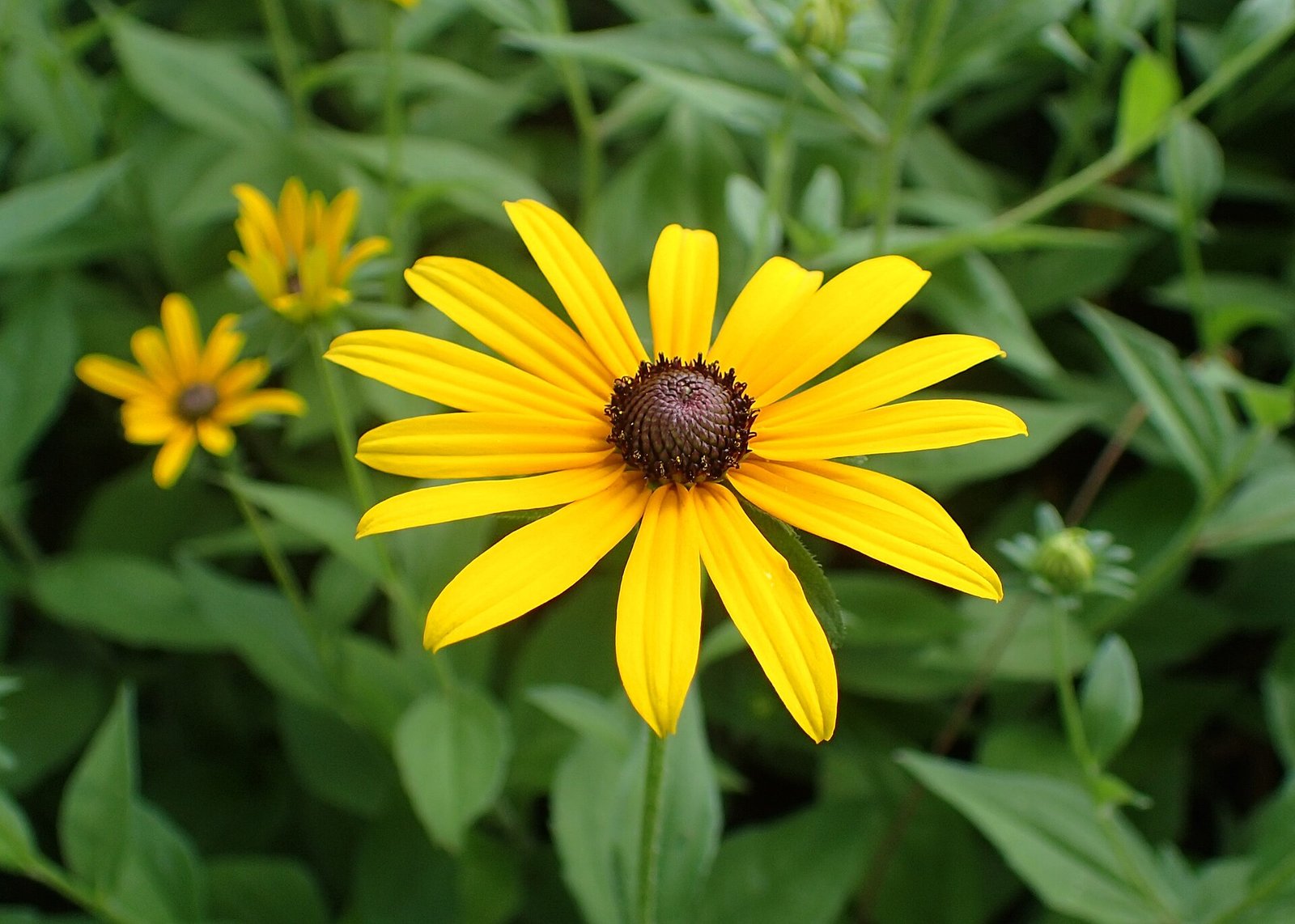 Black-eyed Susan with golden-yellow ray flowers and dark central disk