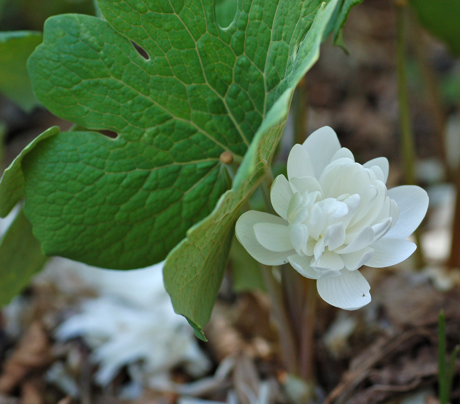 Bloodroot in bloom with single white flower above lobed leaf