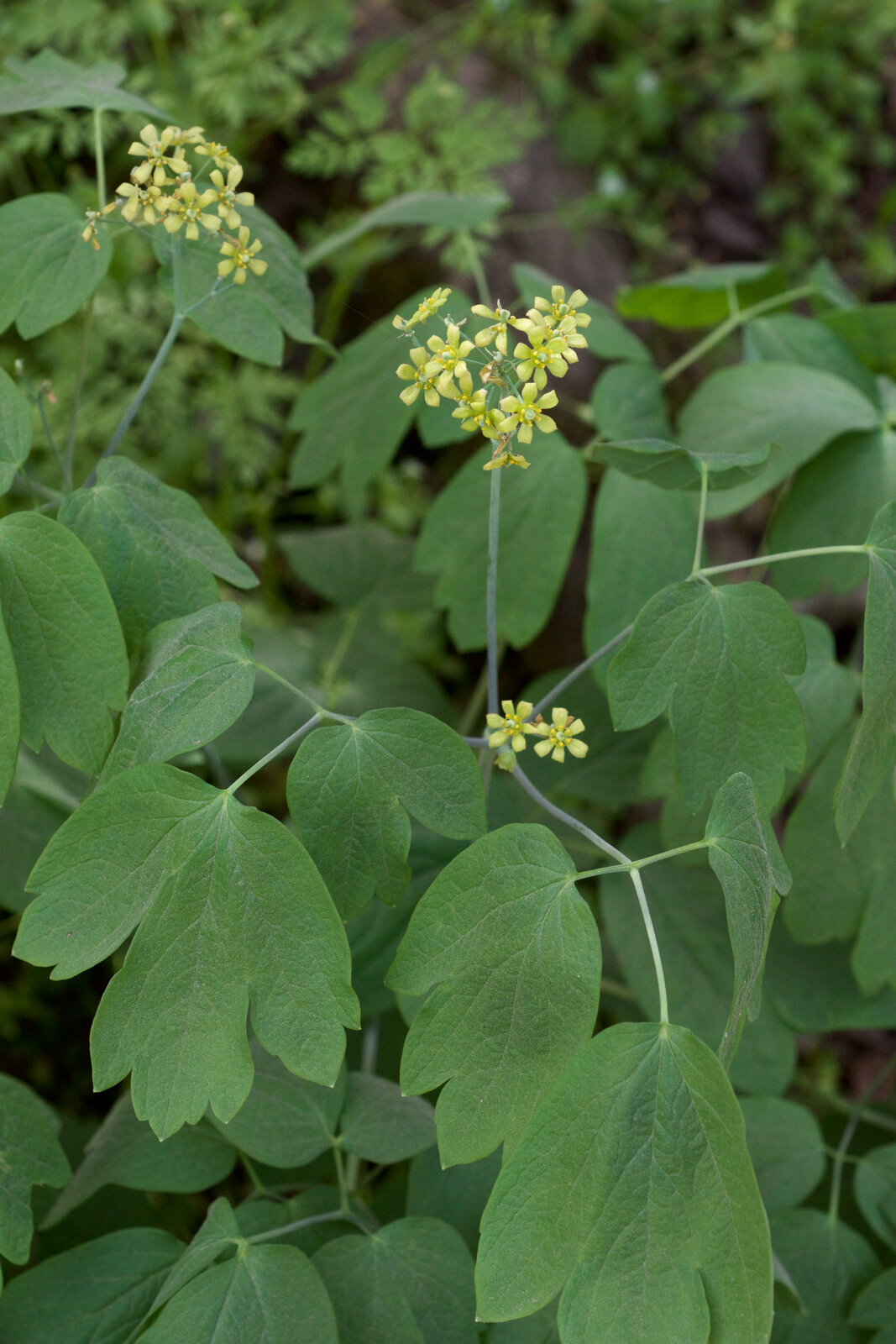 Blue cohosh with bluish-green compound leaves and small yellow-green flowers