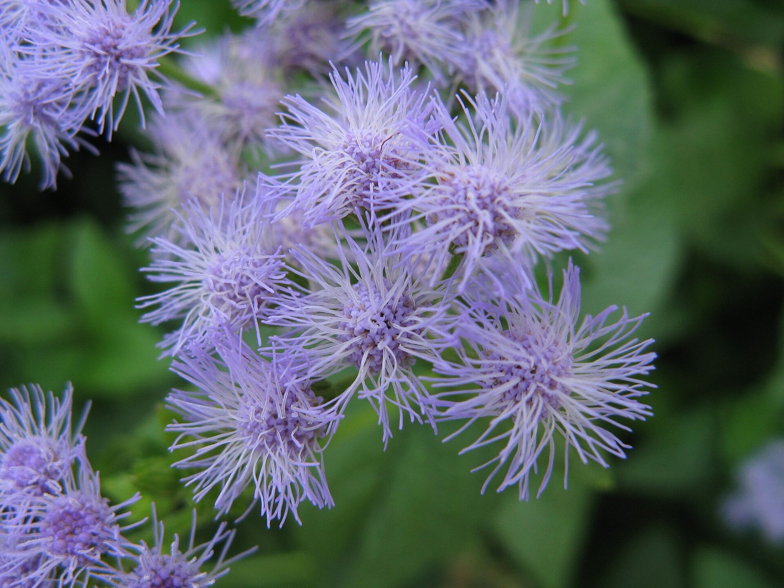 Blue mistflower with flat-topped fluffy clusters of small lavender-blue flowers