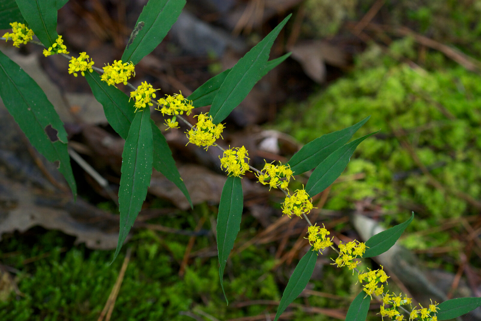 Blue-stemmed goldenrod with arching purple-tinged stem and axillary yellow flowers