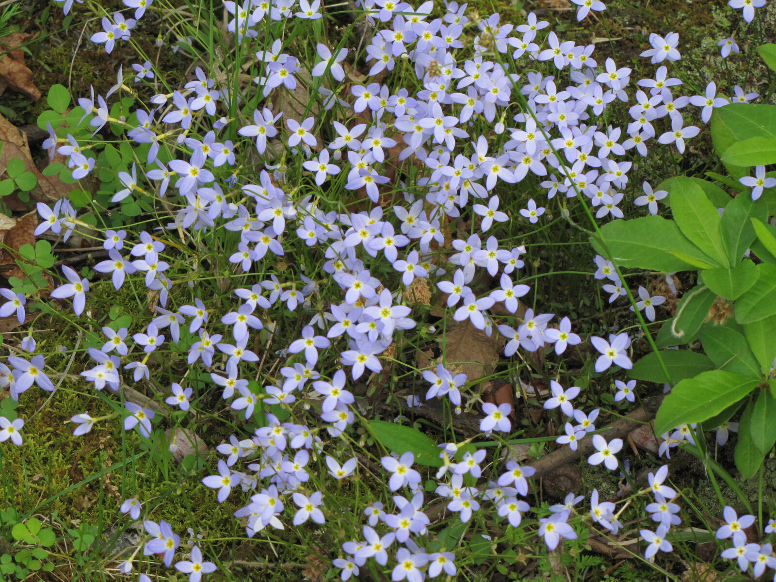 Bluets with small four-petaled pale-blue flowers