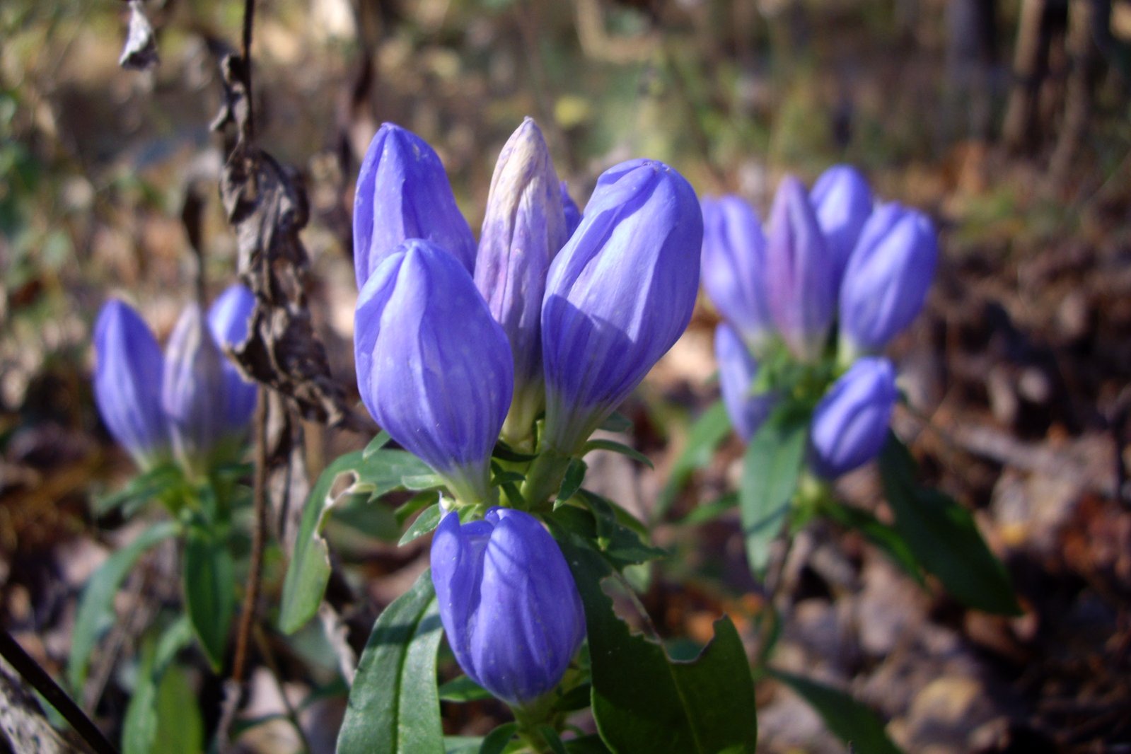 Bottle gentian with closed bottle-shaped pale-blue flowers in leaf axils