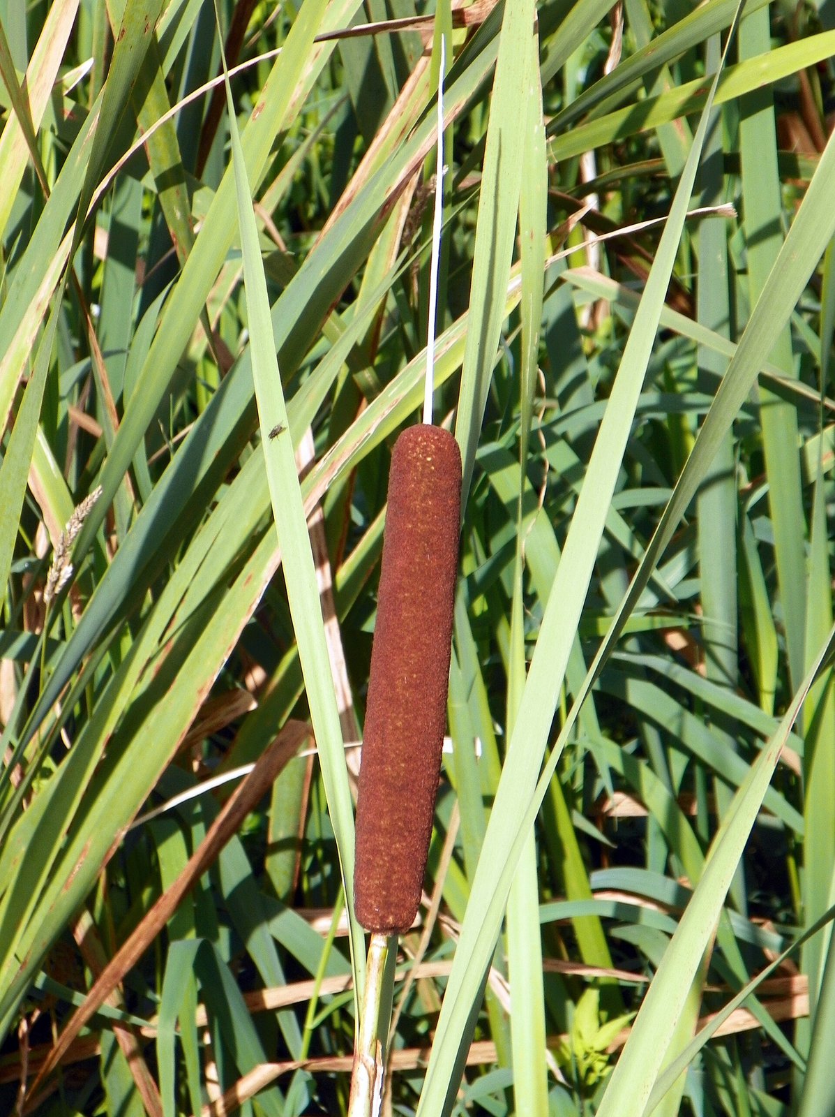 Broadleaf cattail with tall flat strap leaves and dense brown cylindrical flower spike