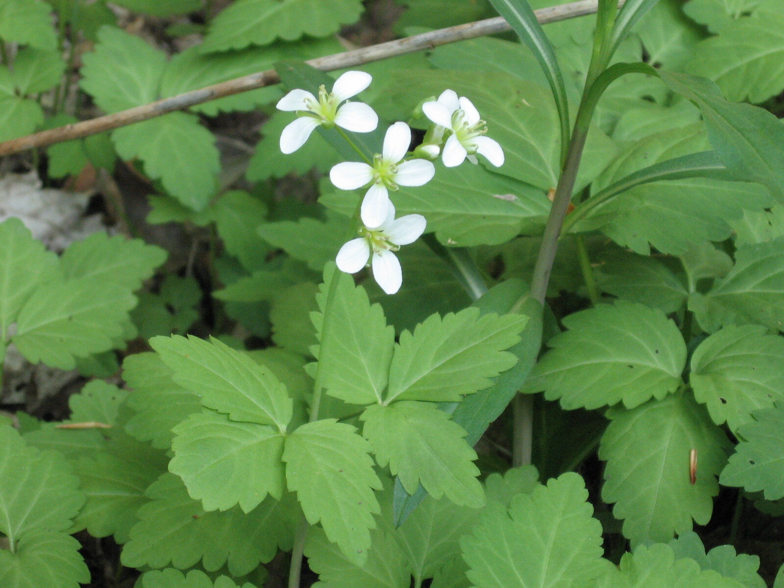 Broadleaf toothwort with paired three-lobed leaves