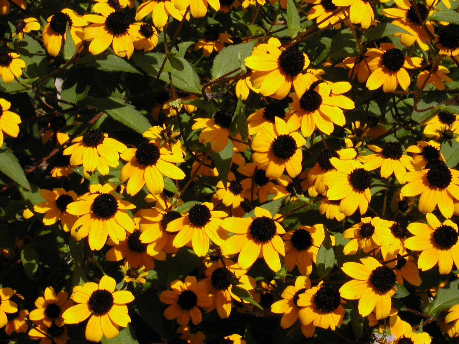 Brown-eyed Susan with smaller yellow ray flowers borne in profusion on a branched plant