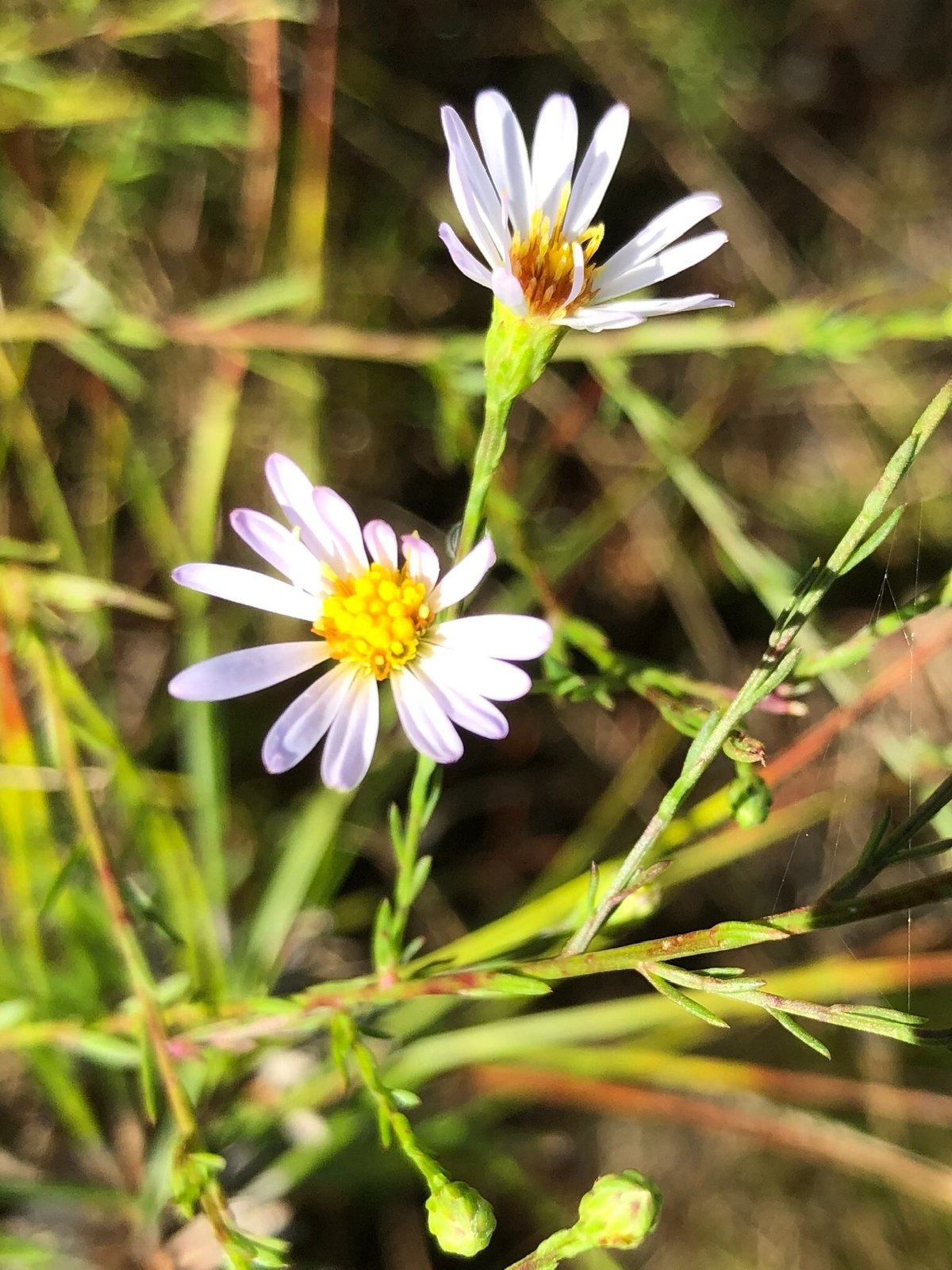 Bushy aster with small pale-blue flowers spread across a dense bushy plant