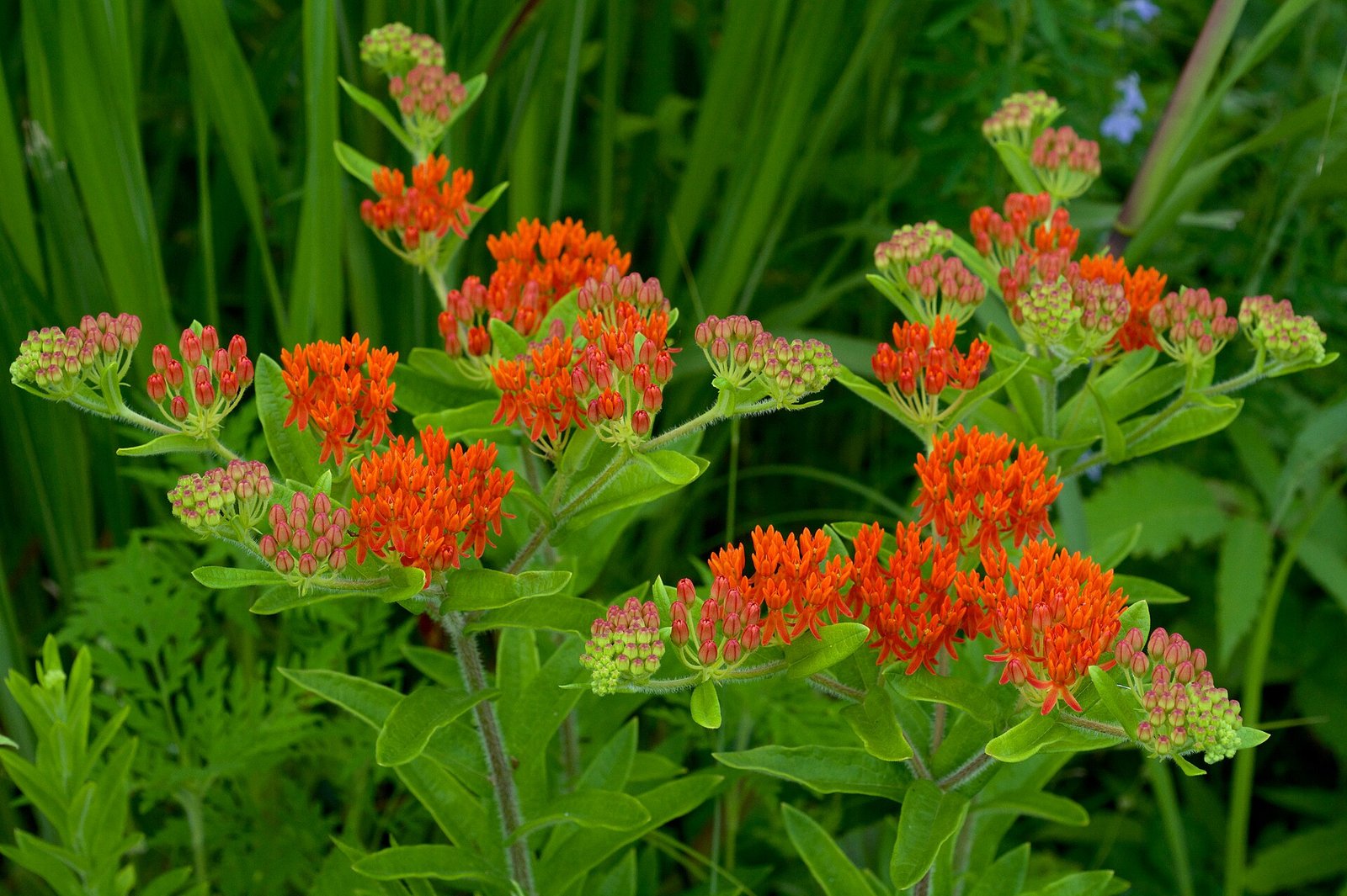 Butterfly milkweed with bright orange flat-topped flower clusters