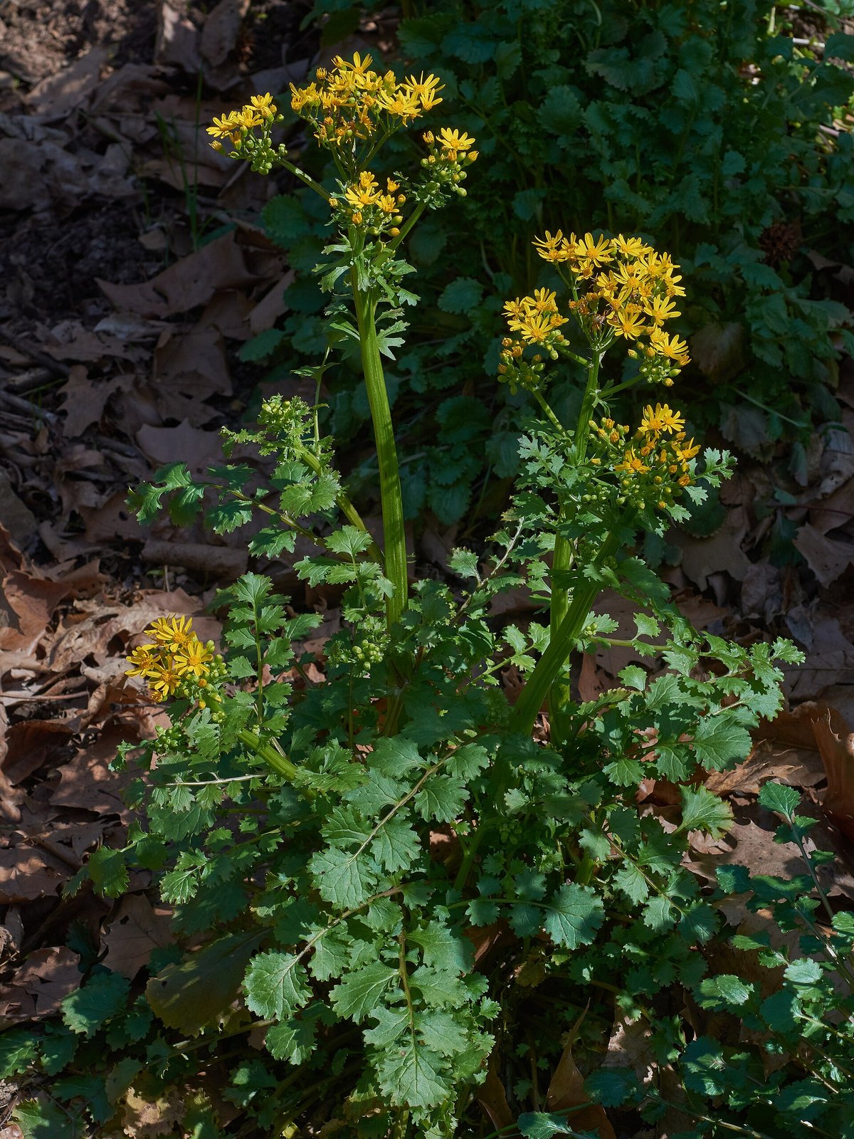 Butterweed with bright yellow ray flowers in dense flat-topped cluster on a hollow stem