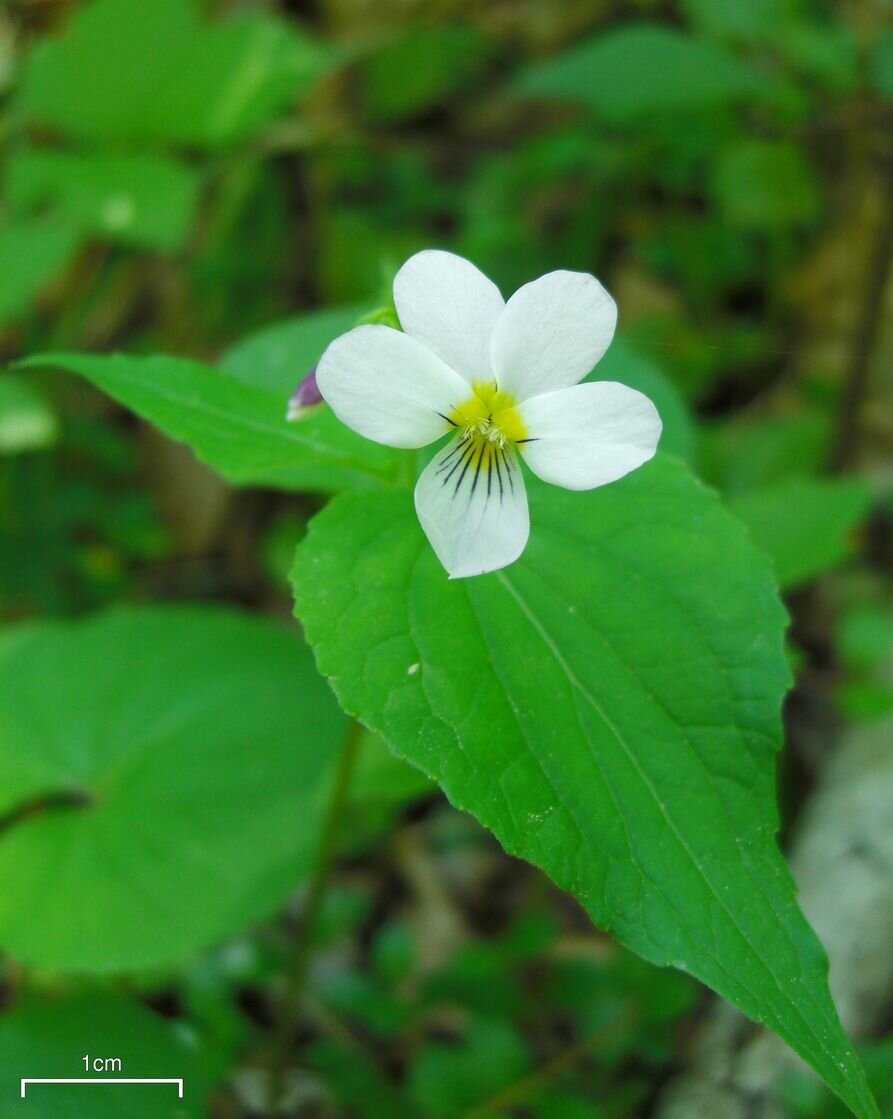 Canada violet with yellow-throated white flowers above heart-shaped leaves