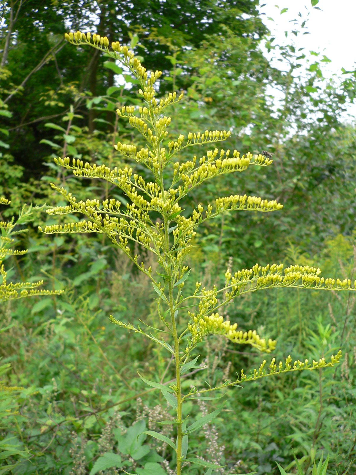 Canadian goldenrod with tall plumes of small yellow flowers and lance-shaped leaves