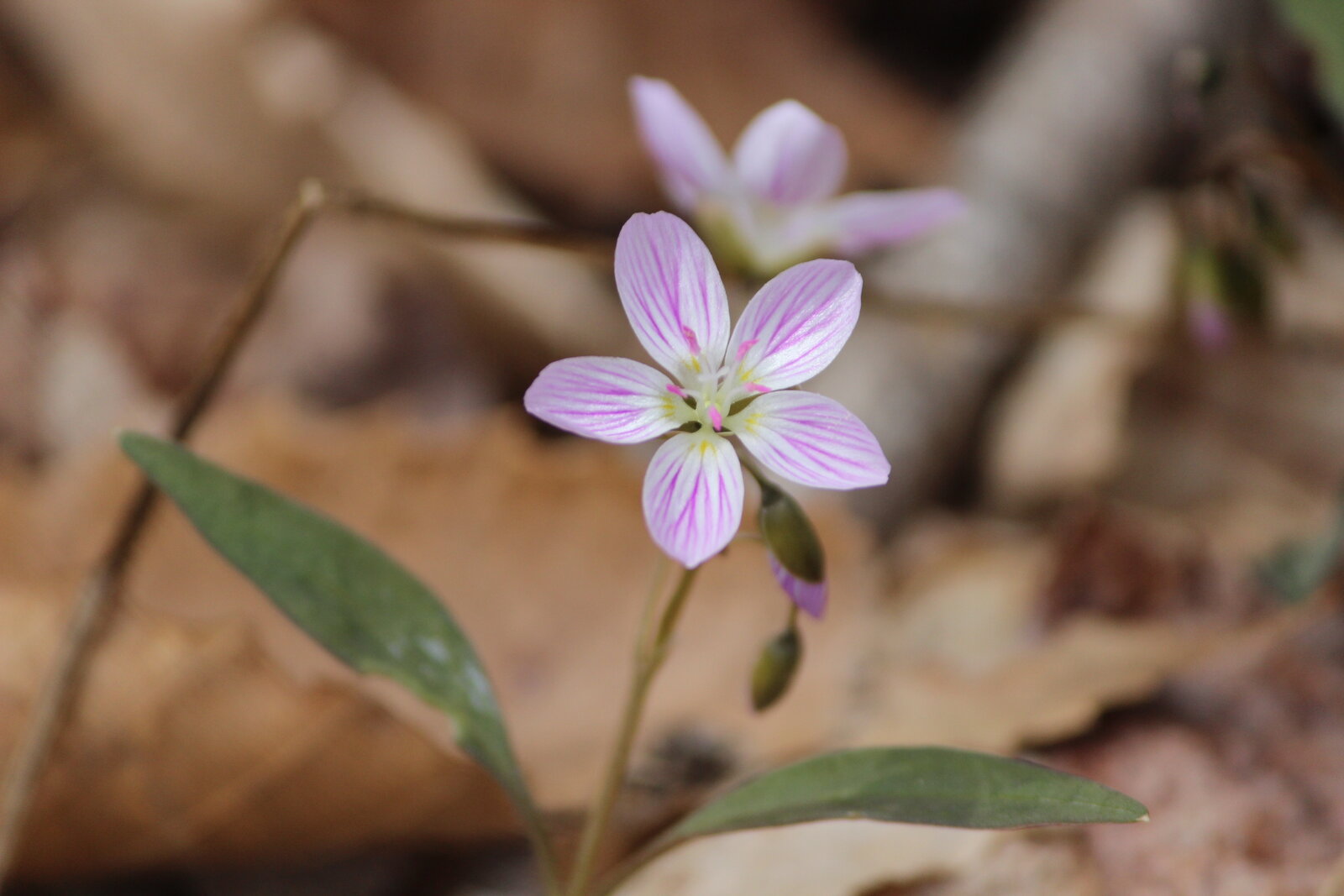 Carolina spring beauty with broader leaves and pink-veined flowers