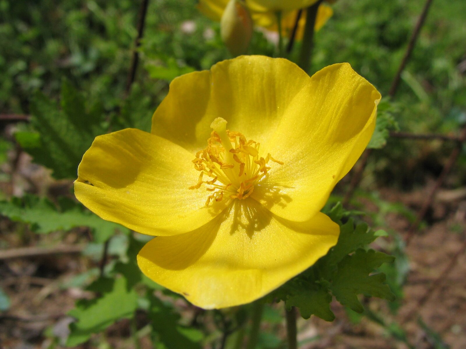 Celandine poppy with four yellow petals and deeply lobed leaves
