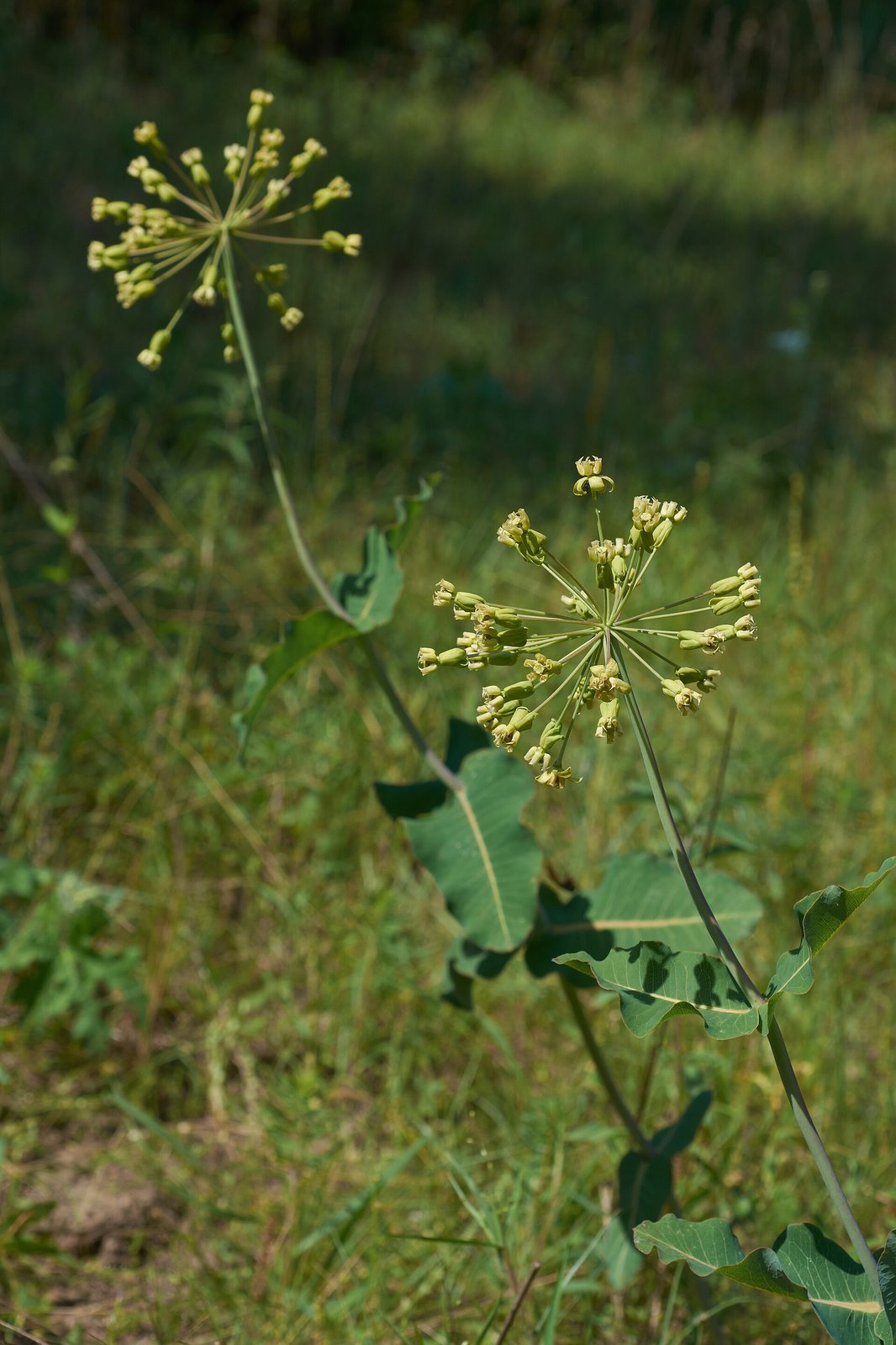 Clasping milkweed with broad wavy leaves clasping the stem and pink-green flower clusters