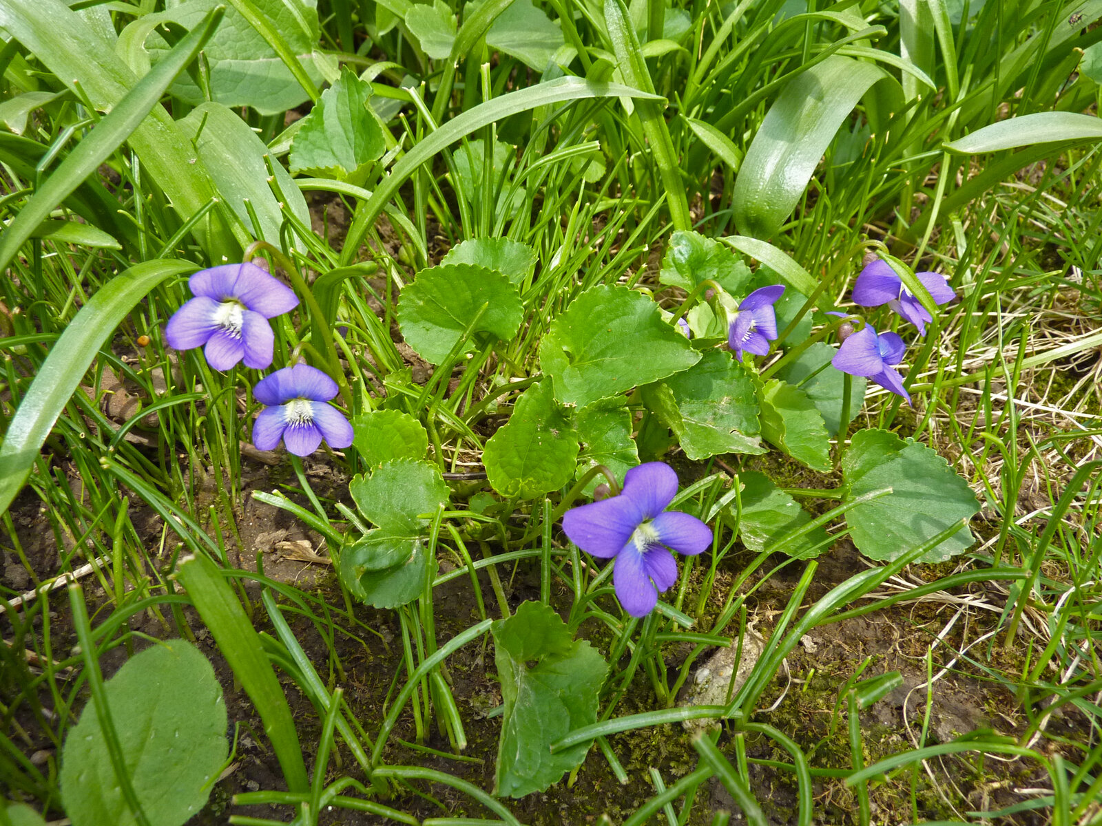Common blue violet with heart-shaped leaves and blue-violet flowers