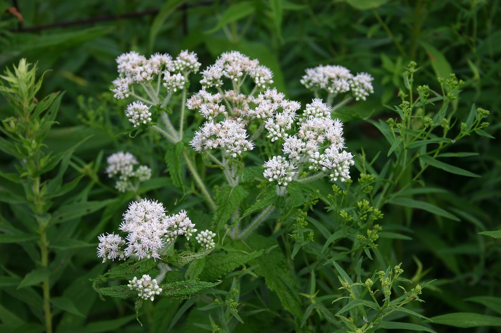 Common boneset with leaves perforated by the stem and flat-topped white flower clusters