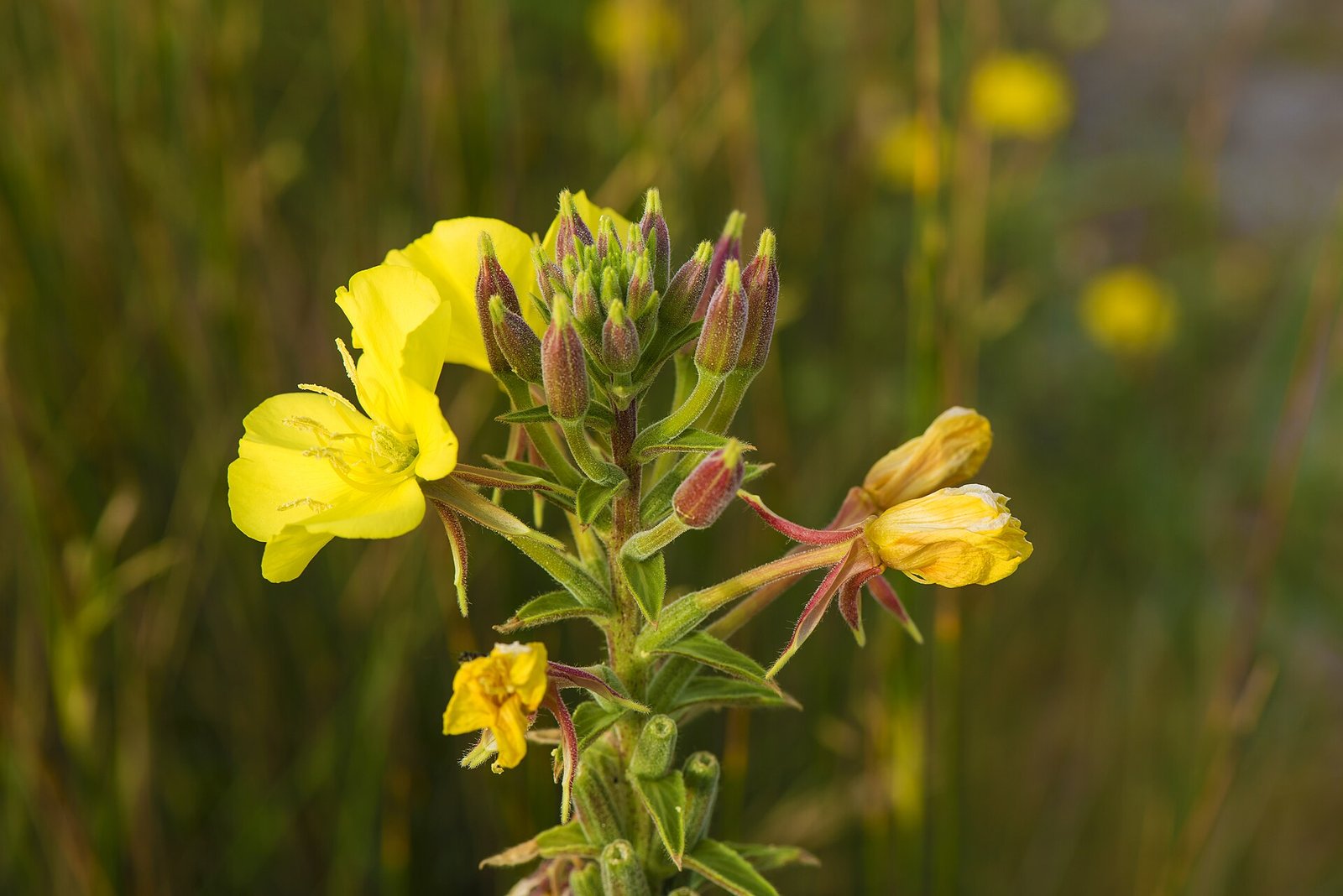Common evening primrose with pale-yellow four-petaled flowers and lance-shaped leaves